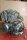 Suzuki VX 800 Motor